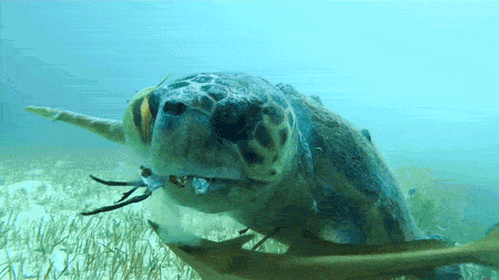 Loggerhead Turtle Vs. Sailing La Vagabonde